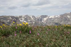 Greater Yellowstone Ecosystem